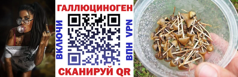 Купить  Кировск  Псилоцибиновые грибы Cubensis 